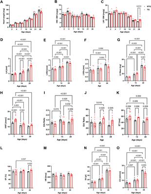 Altered coronary artery function, arteriogenesis and endothelial YAP signaling in postnatal hypertrophic cardiomyopathy